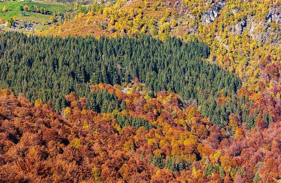 Vista dall'alto dei boschi dell'Oasi Zegna, in Piemonte, durante il foliage autunnale