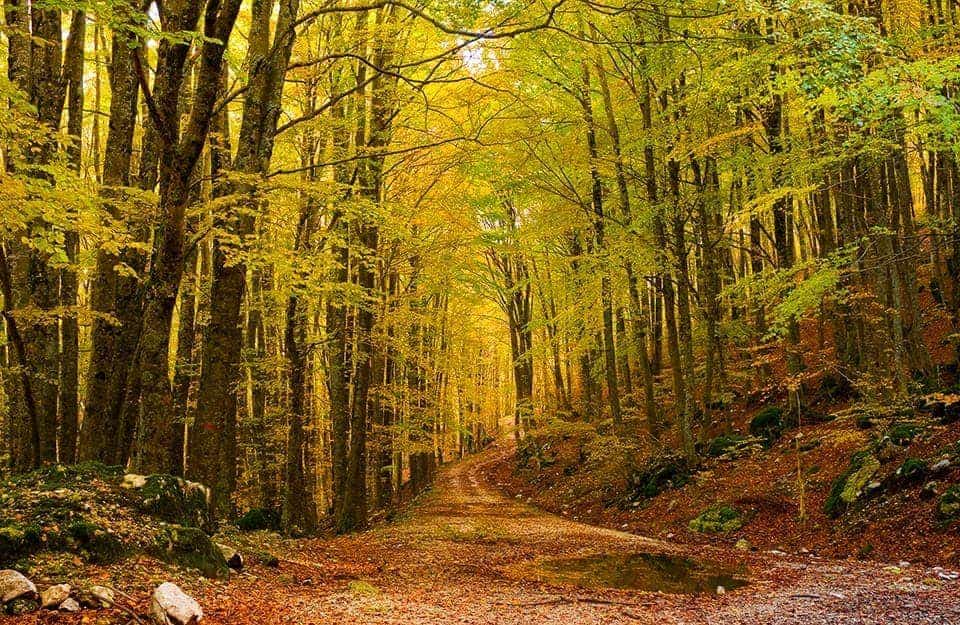Uno dei sentieri nei boschi attorno a Pizzone (IS) in autunno