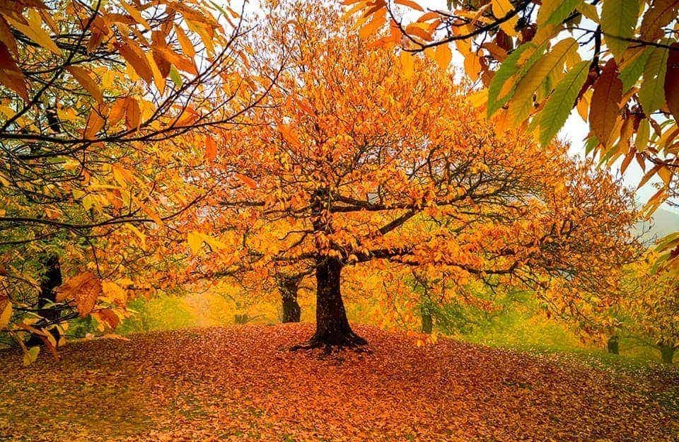 Un grande castagno in autunno, circondato da altri alberi su un tappeto di foglie gialle, nelle Foreste Casentinesi, in Toscana
