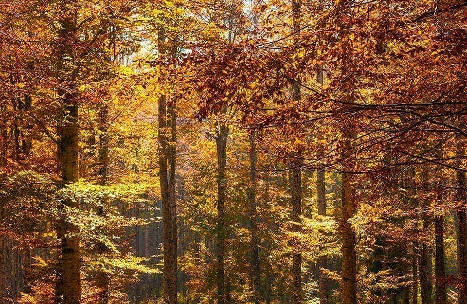 Il fitto degli alberi, in autunno, con faggi pieni di foglie colorate, sull'altopiano del Cansiglio, sulle Prealpi Bellunesi