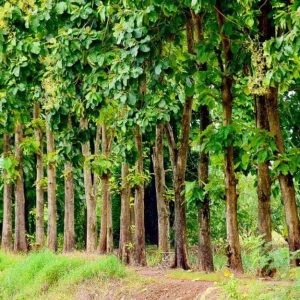Piantagione di alberi di teak (Tectona grandis)