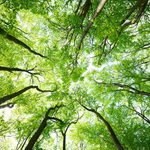 Gli alberi comunicano - chiome degli alberi di un bosco