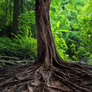 Gli alberi comunicano - un albero anziano e le sue radici