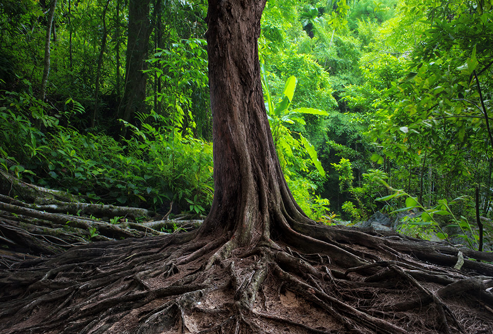 Gli alberi comunicano - un albero anziano e le sue radici