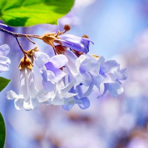 Fiori di paulownia, l'albero antismog