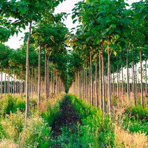 La paulownia, l'albero antismog