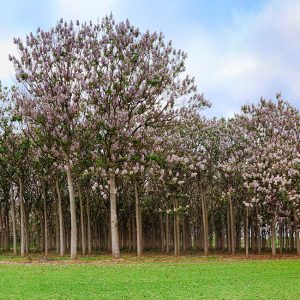 La paulownia, l'albero antismog