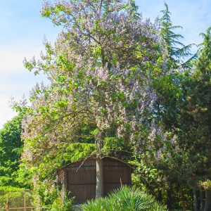 La paulownia, l'albero antismog