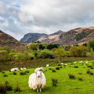 Paesaggio verde d'Irlanda