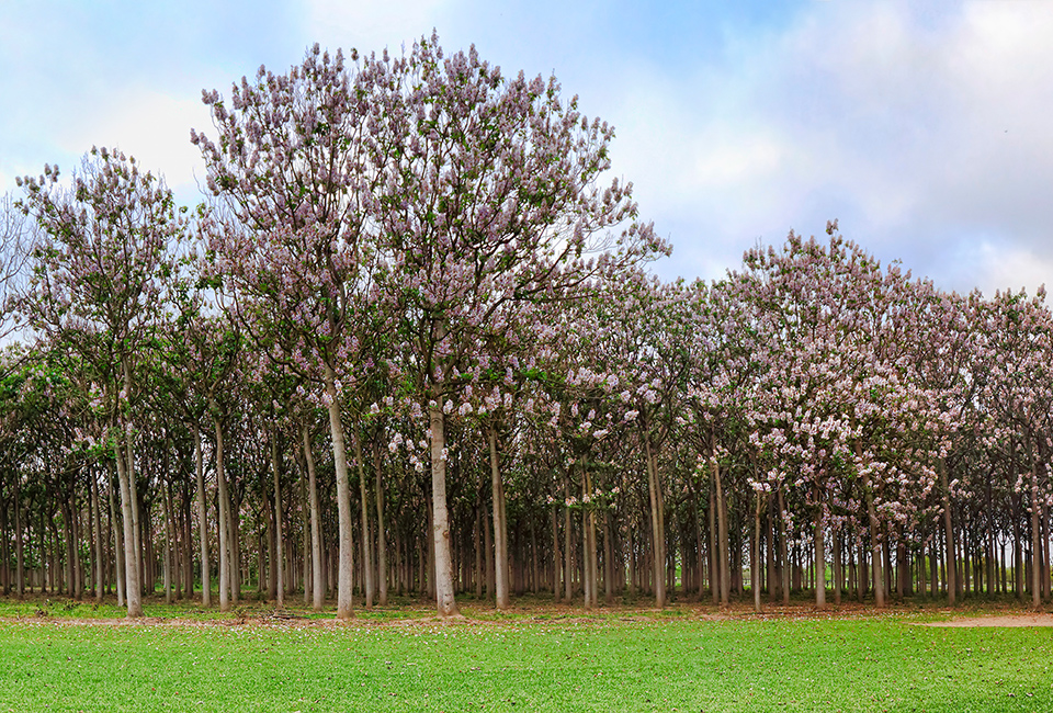 La paulownia, l'albero antismog