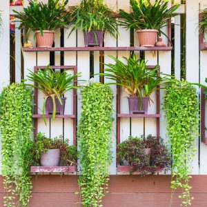 Giardino verticale come tendenza per il giardino 2021