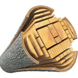 Legname che si ricava dall'albero