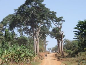 Alberi di Milicia excelsa, da cui si ricava l'iroko