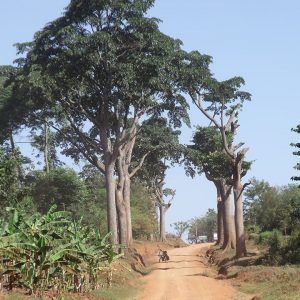 Alberi di