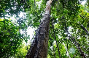 La millettia laurentii, da cui si ricava il parquet in wengé