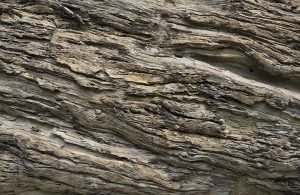 La corteccia di un albero di Afzelia