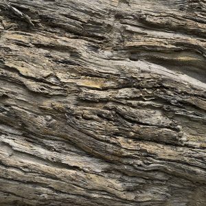 La corteccia di un albero di Afzelia