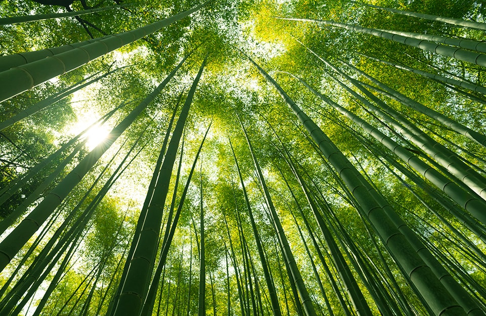 Piante di bambù da cui si può ricavare il parquet