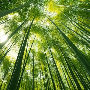 Piante di bambù da cui si può ricavare il parquet
