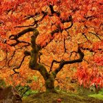 Un maestoso albero di acero giapponese in autunno con foglie rosse e gialle