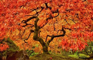 Un maestoso albero di acero giapponese in autunno con foglie rosse e gialle