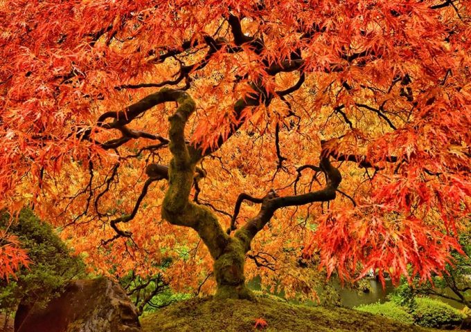 Un maestoso albero di acero giapponese in autunno con foglie rosse e gialle