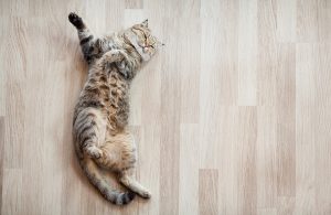 Gatto su un parquet. Quanto del parquet venduto in Italia è davvero italiano?