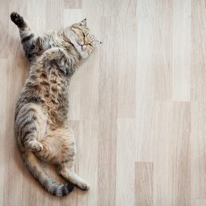 Gatto su un parquet. Quanto del parquet venduto in Italia è davvero italiano?