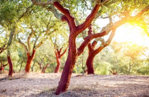 Querce da sughero utilizzate per la produzione di sughero, utilizzato anche nei parquet