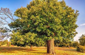 Albero di castagno, dal quale si ricava il legno per il parquet