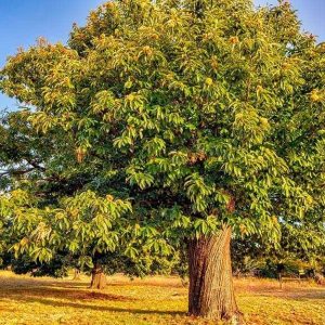 Albero di castagno, dal quale si ricava il legno per il parquet