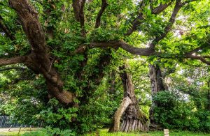 Il plurimillenario Castagno dei Cento Cavalli che si trova nel Parco dell'Etna, nel territorio del comune di Sant'Alfio