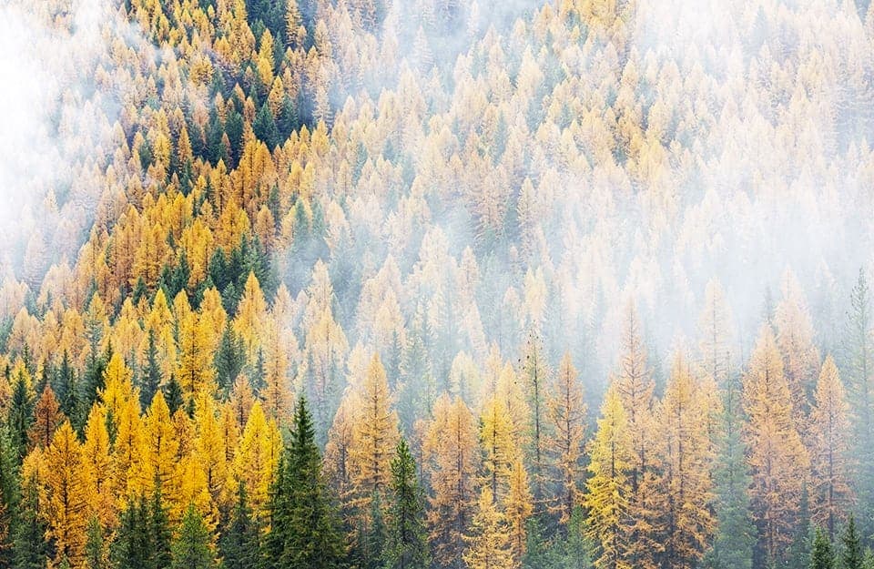 Un bosco di larici nel Montana, Stati Uniti