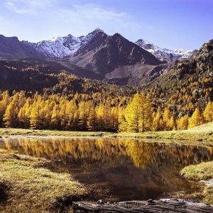 Un bosco di larici in Val d'Ultimo, nell'Alto Adige, durante la stagione autunnale