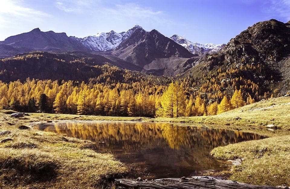 Un bosco di larici in Val d'Ultimo, nell'Alto Adige, durante la stagione autunnale