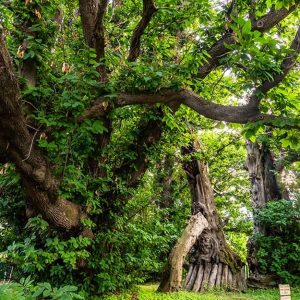 Il plurimillenario Castagno dei Cento Cavalli che si trova nel Parco dell'Etna, nel territorio del comune di Sant'Alfio