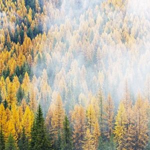 Un bosco di larici nel Montana, Stati Uniti