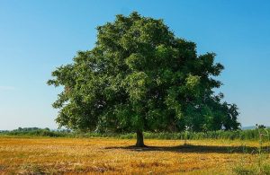 Grande albero di noce nella campagna estiva