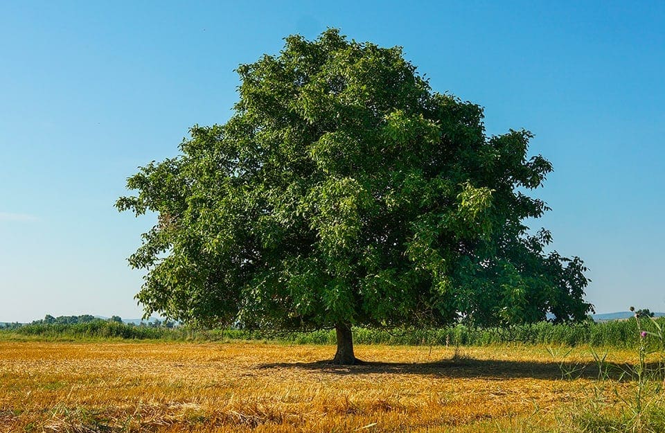 Grande albero di noce nella campagna estiva