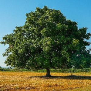 Grande albero di noce nella campagna estiva