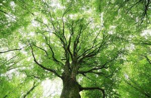 Un grande albero di faggio visto da basso verso l'alto