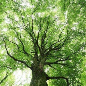 Un grande albero di faggio visto da basso verso l'alto