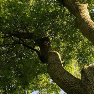 Dettaglio di un grande e rigoglioso albero di frassino visto dal basso