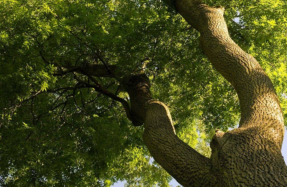 Dettaglio di un grande e rigoglioso albero di frassino visto dal basso