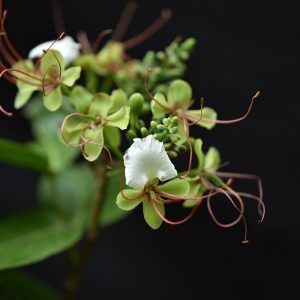 Il fiore della pianta della