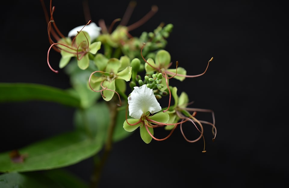 Il fiore della pianta detta Intsia bijuga