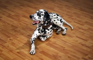 Un cane dalmata comodamente riposa su un parquet