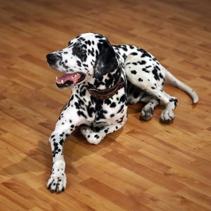 Un cane dalmata comodamente riposa su un parquet
