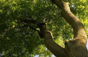 Dettaglio di un grande e rigoglioso albero di frassino visto dal basso