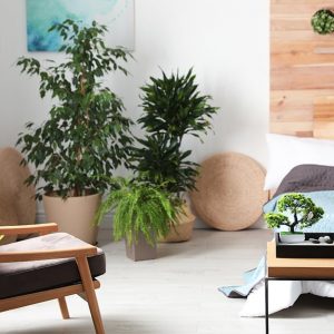 Camera da letto con piante, parquet e arredi in legno naturale, seguendo i principi del Feng Shui